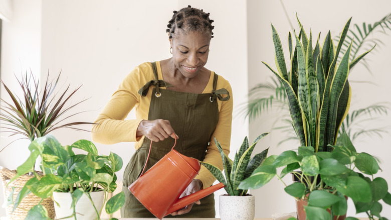 Portakallı sulama ile ev bitkileri sulayan kadın