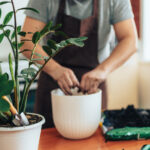 Yaptığınız bitki hatası, zararlıları evinize getiren (ve nasıl düzeltilir)