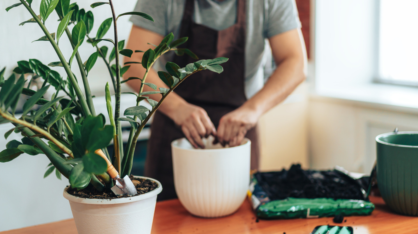 Yaptığınız bitki hatası, zararlıları evinize getiren (ve nasıl düzeltilir)