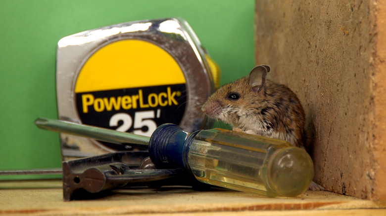 El aletlerinin yakınındaki bir garaj köşesinde saklanıyor fare