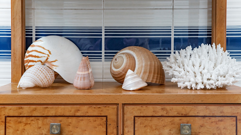 Bir şifoniyer üzerinde gösterilen çeşitli büyük, dekoratif deniz kabukları