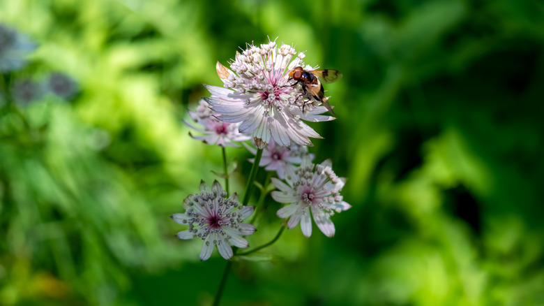 Arı beyaz bir astrantia çiçeği ile beslenir