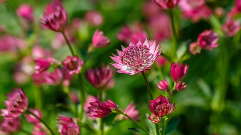 Pembe Astrantia çiçekleri bir grupta çiçek açıyor