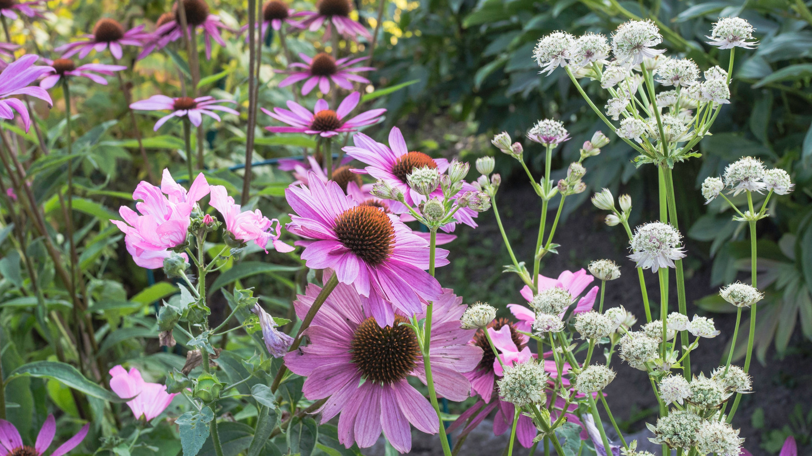Bahçenize tozlayıcıları sonbaharda çekecek güzel yaz sonu çiçeği