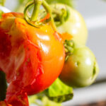 Sinir bozucu kuşları önlemek için domates kafeslerinize şenlikli bir dokunuş ekleyin