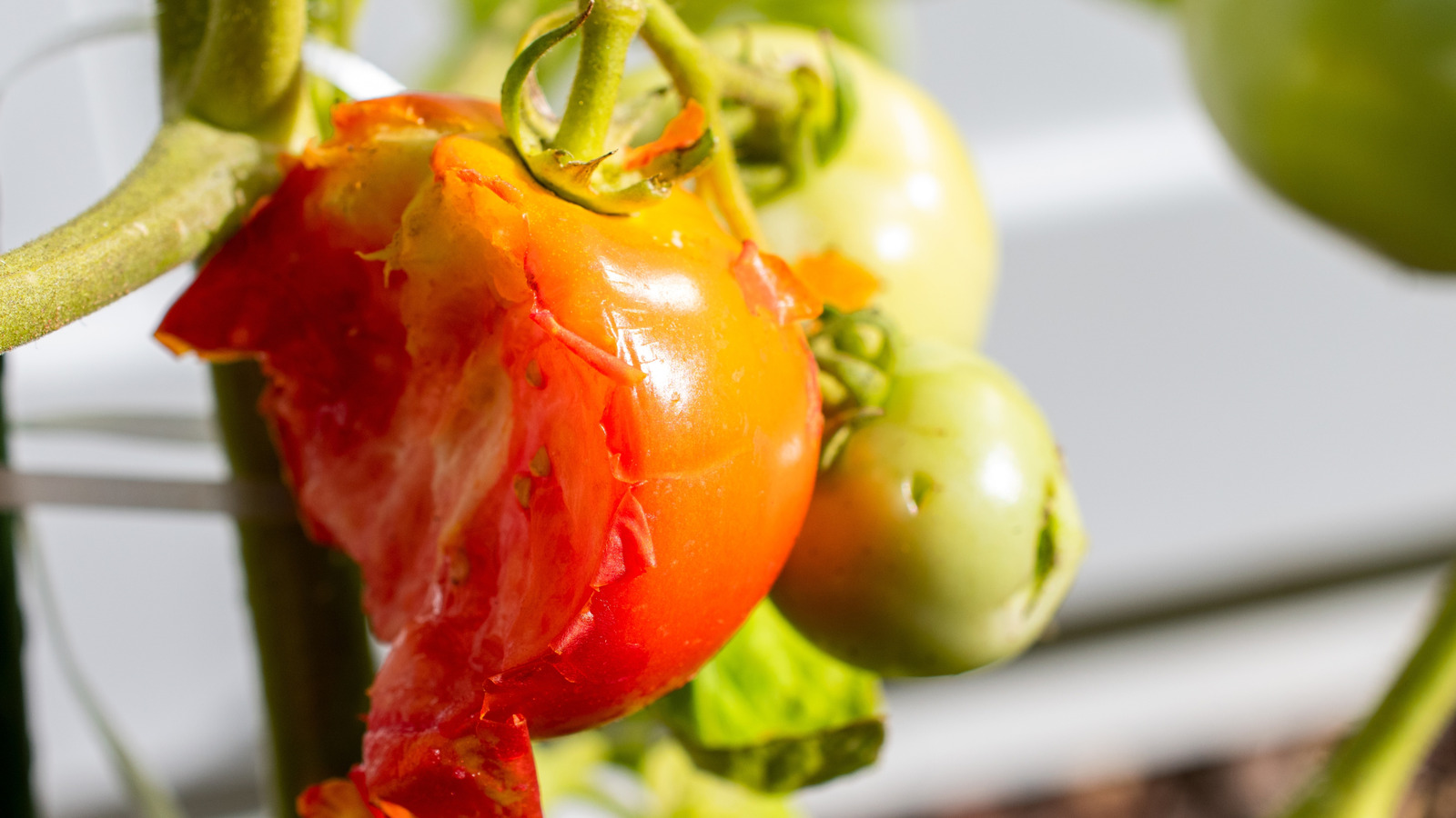 Sinir bozucu kuşları önlemek için domates kafeslerinize şenlikli bir dokunuş ekleyin