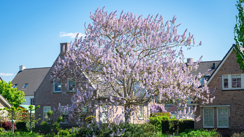 Tuğla evlerinin önünde çiçek açan bir imparatoriçe ağacı