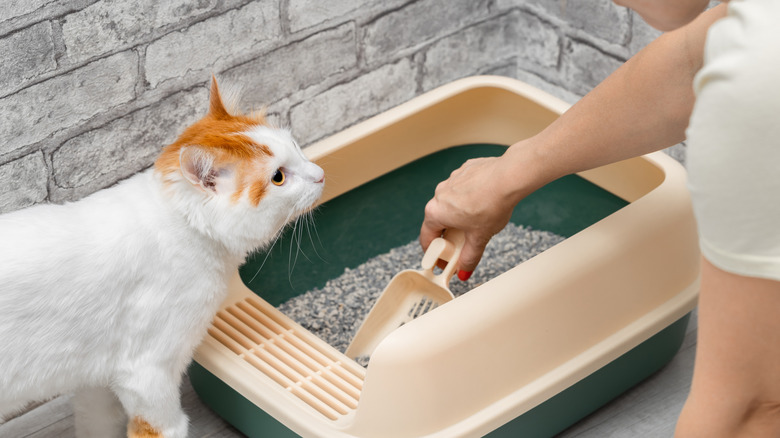 Kişinin Çöp Kutusunu Temizleyen Kişinin Yakın