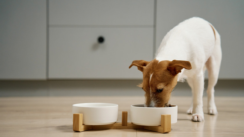 Küçük köpek, zeminde kaseden yiyecek yiyor