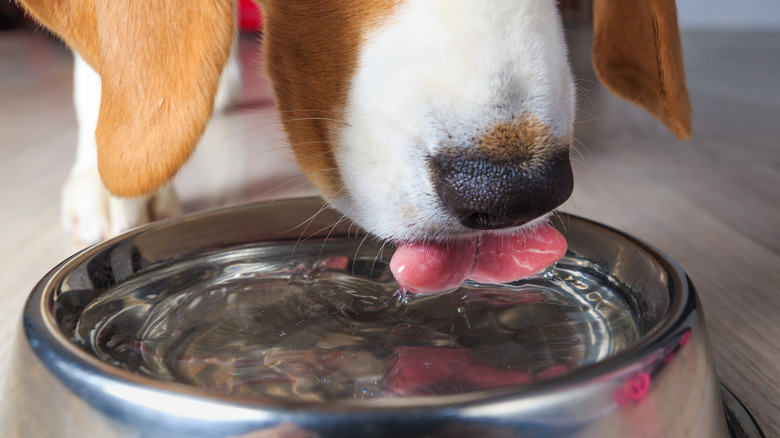 Su kasesinden içen bir köpeğin yakından