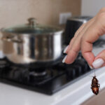 Eviniz hamamböceği çekiyorsa bu 16 şeyden kaçının