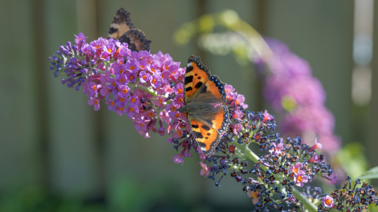 Kelebek çalılarında kelebekler