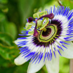 Tutku akışlarının yanında güzel çalışan ikonik refakatçi bitki