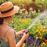 Yüksek ısıyı tolere edebilen parlak pembe çok yıllık zemin örtüsü