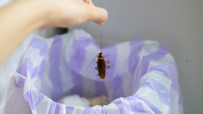 Kişinin eli bir çöp kutusuna bir hamamböceği atıyor