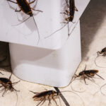 Ortak bir mutfak malzemesiyle doğal olarak hamamböceği itin