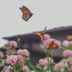 İki yaygın mutfak malzemesi ile bahçenize daha fazla kelebek çekin