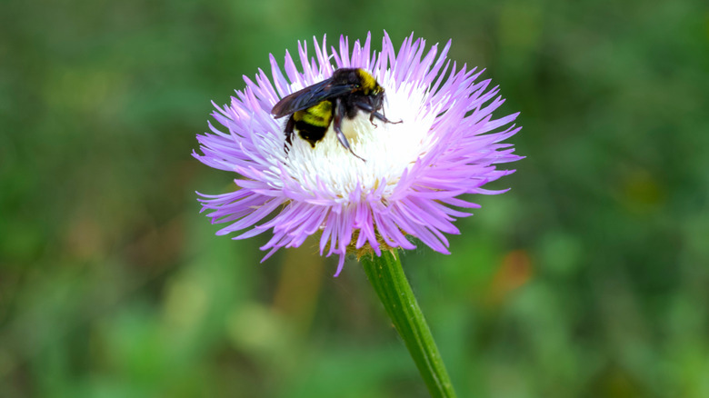 Ortada bir arı ile Basket Çiçeği Bloom
