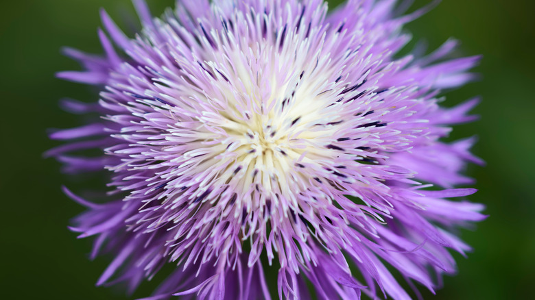 Mor Sepet Çekçisi Bloom