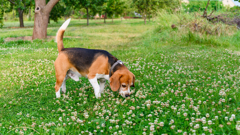 Bir Beagle, arka planda ağaç sıraları ile kamusal alanın ortasında yonca koklar