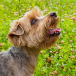 Yonca çim köpek sahipleri için en iyi seçenek mi?