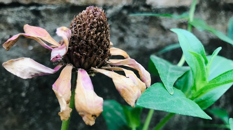 Olgunlaşan tohumlarla zinnia çiçeğinin kurutulması