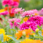 Her yıl sonsuz renkli zinnias arzı için ihtiyacınız olan kolay numara