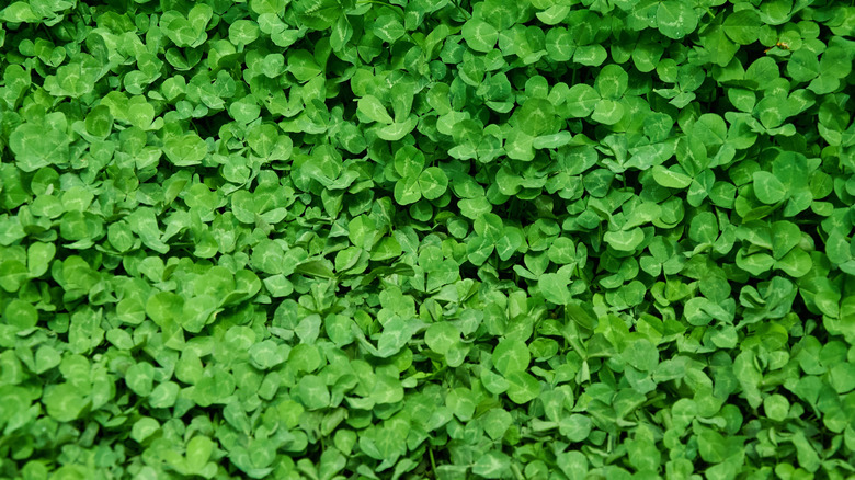 Yonca yakın çekimi