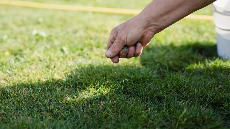 Çim tohumlarını yayan kişi