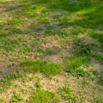 Çimlerinizde düzensiz lekeleri düzeltmek için kolay çim alternatifi