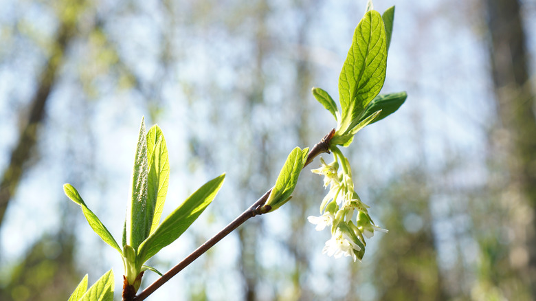 Çiçek açan beyaz çiçeklerle Hint Erik