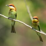 Her şeyi yapan bir bitki ile sinek kuşları, kelebekler, ötücü kuşlar ve arılar çekin