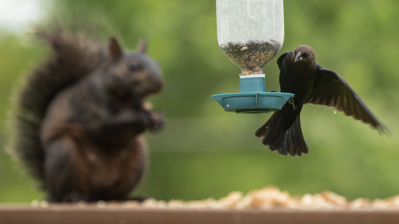 Cowbird, arka planda koyu kahverengi sincap ile tohum besleyicide