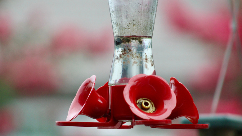 Nektarda yüzen arıları olan kirli sinek kuşu besleyici