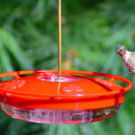 Sinek kuşu besleyicinizi temizlerken kaçınılması gereken 9 hata