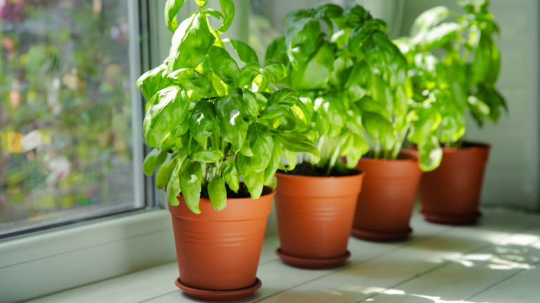 Pencereden tencerelerde dört fesleğen bitki