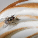 Sinekleri uzak tutmak için mutfağınızda tutmak isteyeceğiniz bitki