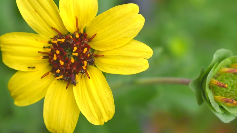 Tomurcuklanan bir çikolata çiçeği açıktır.