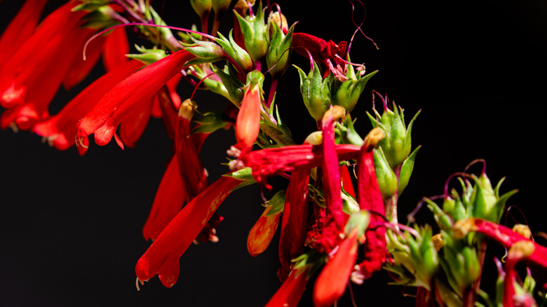 Eaton'un havai fişekinin parlak kırmızı tüpleri güneş ışığını yakalar.