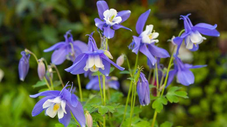 Beyaz ve mor kolum bir bahçede büyür.