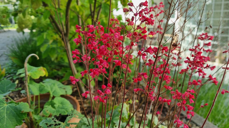 Kırmızı çiçekli mercan çanları bir bahçede çiçek açar.