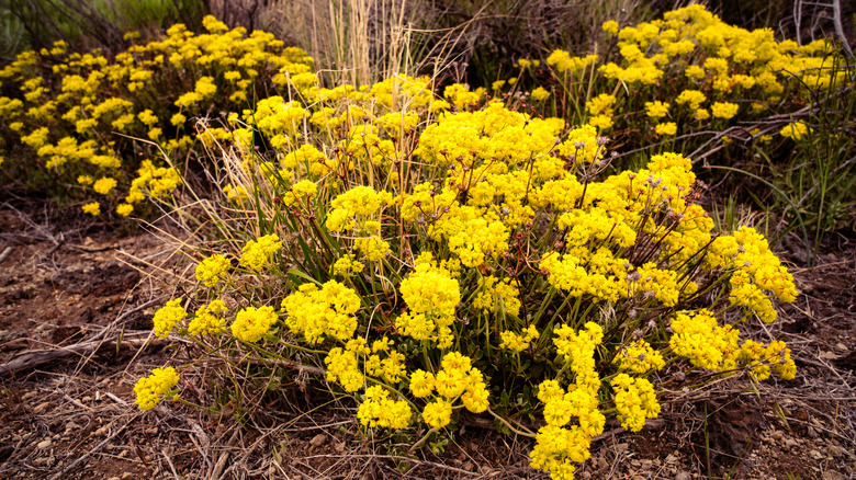 Parlak sarı kükürt çiçekli karabuğday büyük bir yamada çiçek açar.