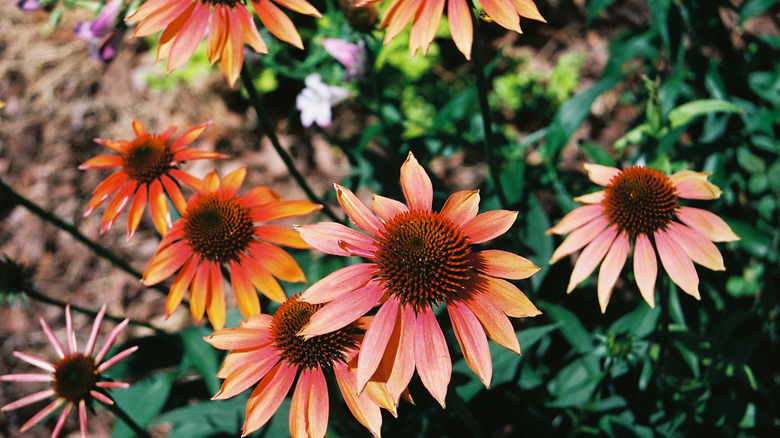 Bir bahçede çok renkli 'Cheyenne Spirit' ekinezya çiçek açar.