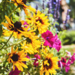 Colorado bahçeniz için en iyi bitkiler Bloom'ların tüm yaz boyunca gelmesini sağlayacak