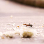 Karıncaları uzak tutmak için bu gözden kaçan alanı sirke ile temizleyin