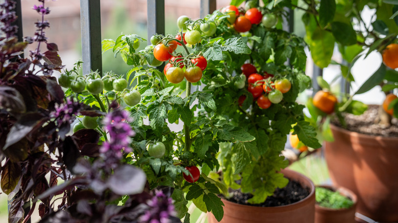 Bir tencerede bir pencerede büyüyen yeşil ve kırmızı kiraz domatesleri
