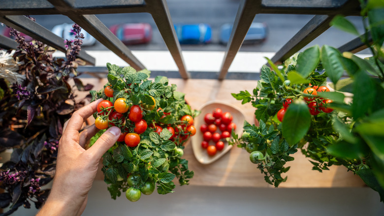 Bir pencere pervazında bir kase hasat kiraz domatesinin yanında elle dokunan domates bitkisi