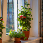 İç mekanda domates yetiştirmeyi mi düşünüyorsunuz? İşte bu yüzden tekrar düşünmelisin