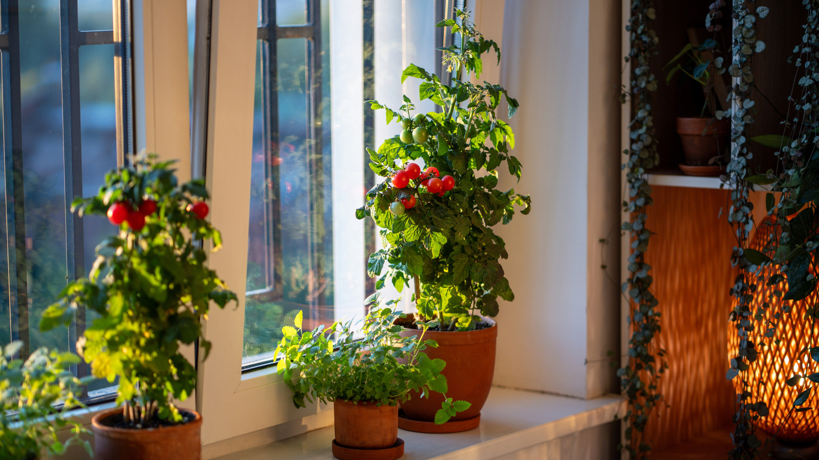 İç mekanda domates yetiştirmeyi mi düşünüyorsunuz? İşte bu yüzden tekrar düşünmelisin