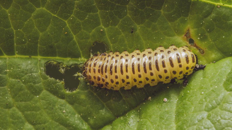 Yaprakta delik yiyen bir Viburnum Yaprak Böcek Larvaları